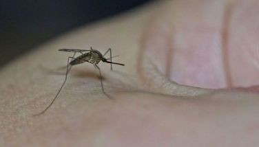 Dengue, chikungunya may soon be endemic in Europe: research
