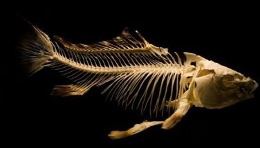Teeth hurt? It could be because of a 500-million-year-old fish