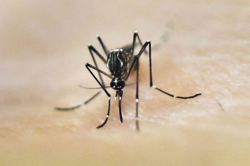Kids below 10 make up almost half of Mandaue dengue cases